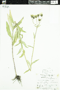 Hieracium umbellatum image