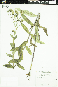 Hieracium umbellatum image
