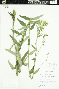 Hieracium umbellatum image