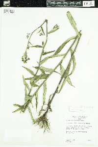 Hieracium umbellatum image