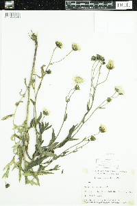 Hieracium umbellatum image