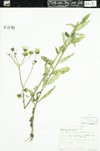 Hieracium umbellatum image
