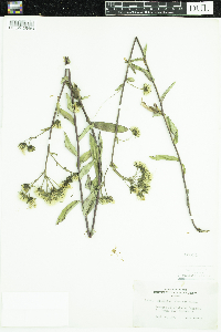 Hieracium umbellatum image