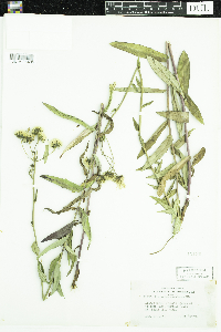 Hieracium umbellatum image