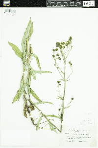 Hieracium umbellatum image