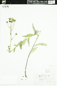 Hieracium umbellatum image