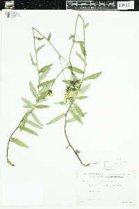 Hieracium umbellatum image