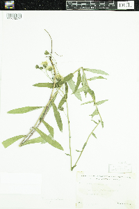 Hieracium umbellatum image