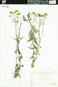 Hieracium umbellatum image