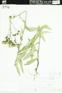 Hieracium umbellatum image