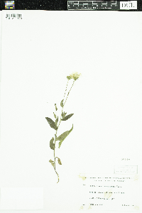 Hieracium umbellatum image