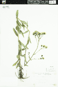 Hieracium umbellatum image
