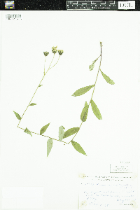 Hieracium umbellatum image