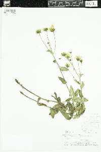 Hieracium umbellatum image