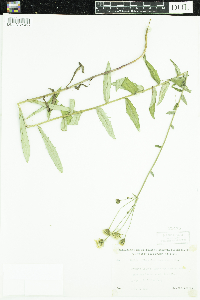 Hieracium umbellatum image