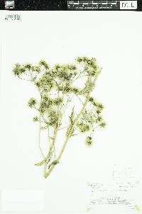 Hieracium umbellatum image