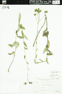 Hieracium umbellatum image