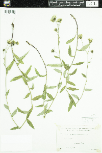 Hieracium umbellatum image