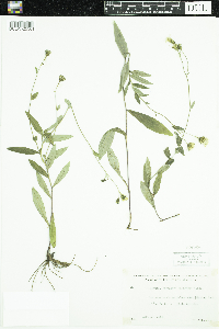Hieracium umbellatum image