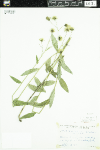 Hieracium umbellatum image