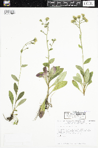 Chenopodium rubrum image