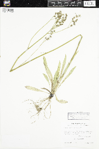 Hieracium piloselloides image