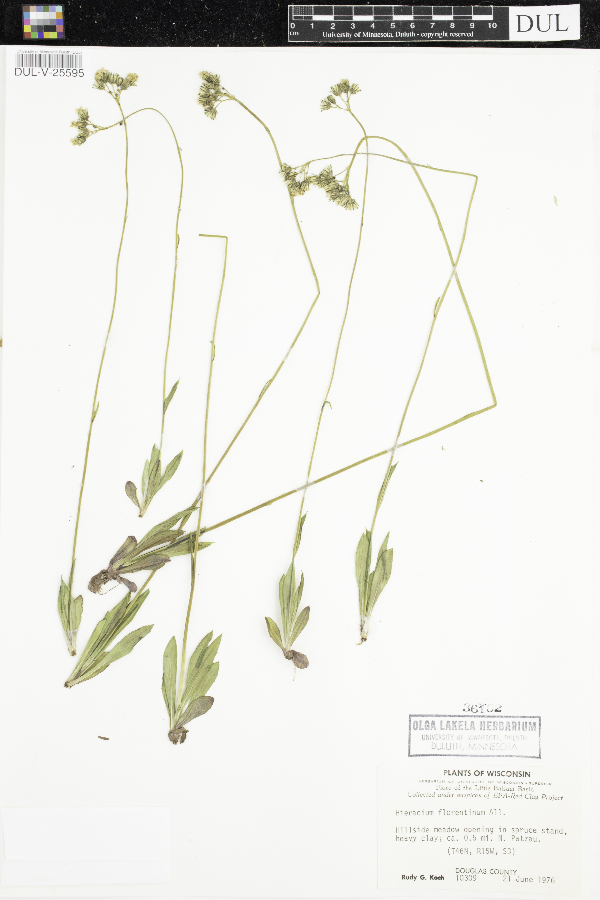 Hieracium piloselloides image