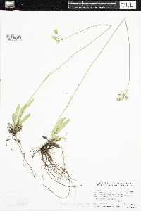 Hieracium piloselloides image