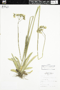 Hieracium piloselloides image