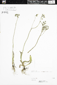 Hieracium piloselloides image
