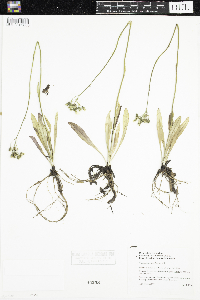 Hieracium piloselloides image