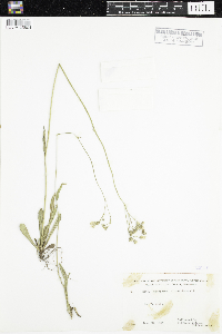 Hieracium piloselloides image