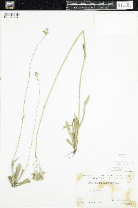 Hieracium piloselloides image
