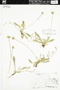 Hieracium pilosella image