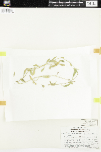 Hieracium pilosella image