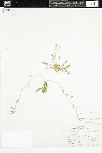 Hieracium pilosella image