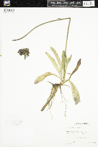 Hieracium aurantiacum image