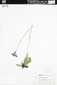 Hieracium aurantiacum image