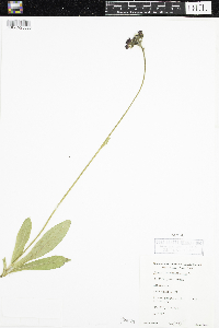 Hieracium aurantiacum image