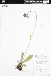 Hieracium aurantiacum image