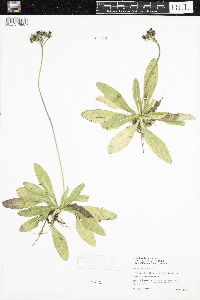 Hieracium aurantiacum image