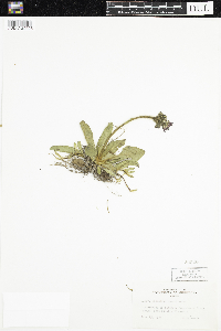 Hieracium aurantiacum image