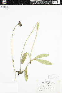 Hieracium aurantiacum image