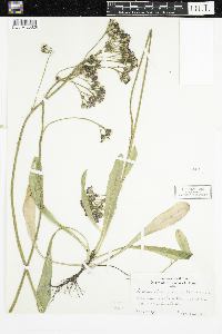 Hieracium aurantiacum image