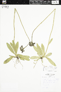 Hieracium aurantiacum image