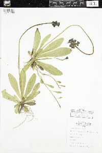 Hieracium aurantiacum image