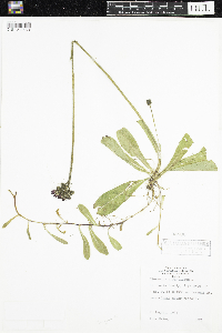 Hieracium aurantiacum image