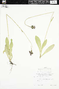 Hieracium aurantiacum image