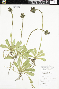 Hieracium aurantiacum image