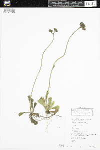 Hieracium aurantiacum image